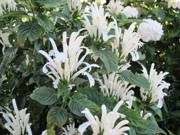 The white candles of Justicia carnea alba