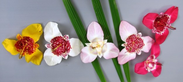 Tigridia pavonia - missing the scarlet red one we have which had no flowers open on the day