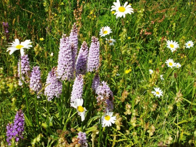 Meadow gardening and a return to a more natural style is evident in UK gardens, less so here.