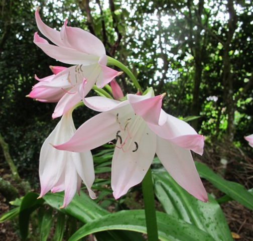 Crinum moorei
