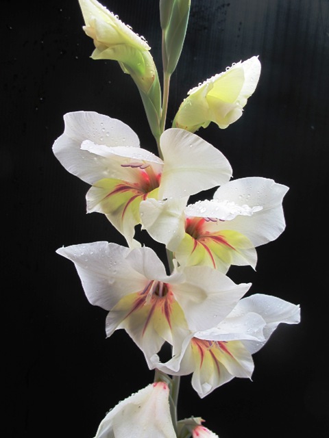 Gladiolus