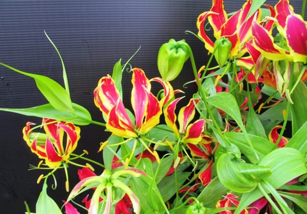 Gloriosa superba