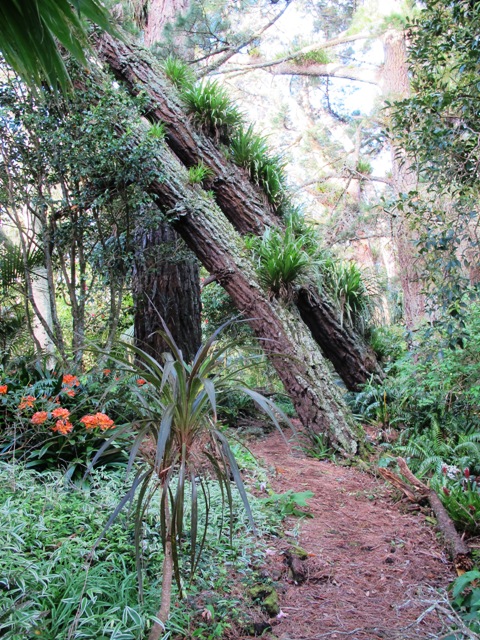 Over the decades, the angle of lean increased past the point of balance. After 80 years, these two pines fell.