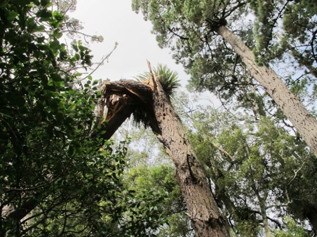 The latest pine to fall, failed to snap off cleanly, maybe 6 metres up. 