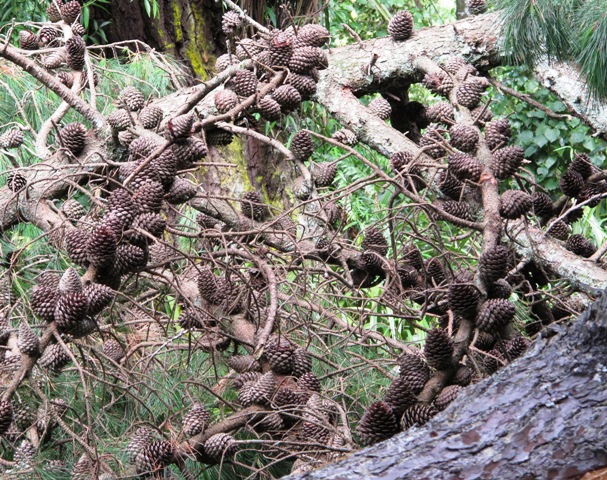  We have pine cones for eternity here. Or at least several years. 