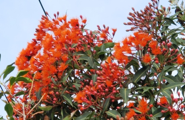 Techically Corymbia ficifolia but more commonly known as the flowering gum