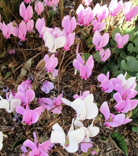 Cyclamen hederfolium give pretty flowers from summer through autumn and carpet of attractive foliage until mid spring