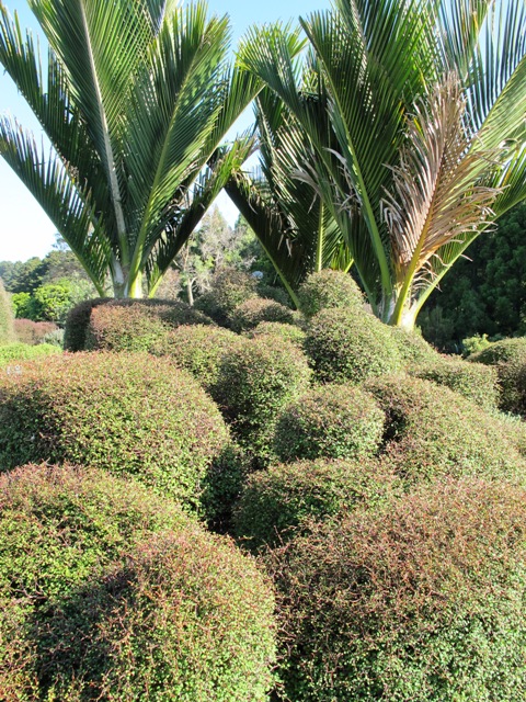 Clipped Muehlenbeckia astonii and nikau palms show native plants are not boring at all
