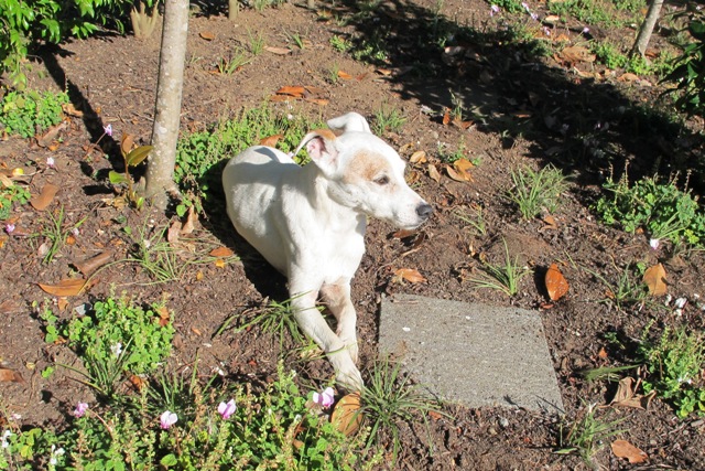 How ironic that I still went searching for a photograph to show the garden bed looking good - but had to settle for Spike the dog creating a dust bath in the reworked ground covers. This is a long way from the mental image I have of what it is to look like. 
