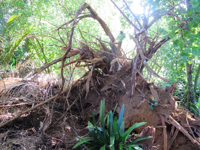 At least when the gum tree fell over, it ripped its roots out. A brave clump of clivias is unscathed.  