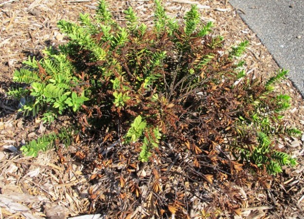 It is impossible to get everything right all of the time. The sign by this sad plant read “Better than box. Little leaves and lots of new growth from the base make Hebe ‘Wiri Mist’ a great little hedge.” I think not.