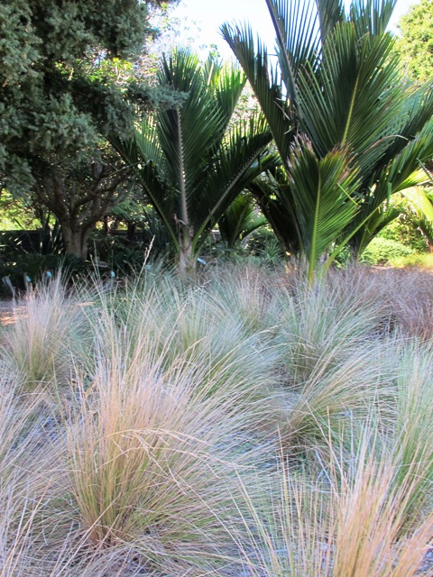 Shimmering grasses in the lightest of breezes. 