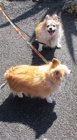 I politely admired two, elderly, plump chihuahuas (not corgis)