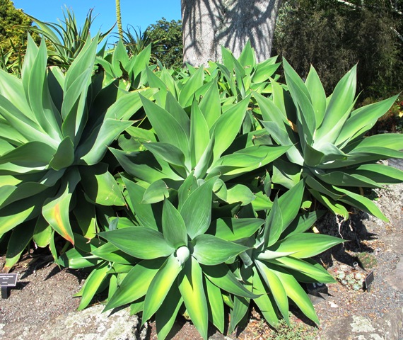 Agave attenuata growing in the Auckland Regional Botanic Gardens