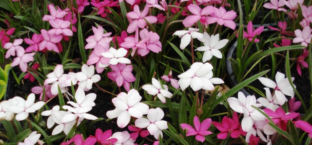 Rhodohypoxis are to be in drifts, not clumps, thank you.