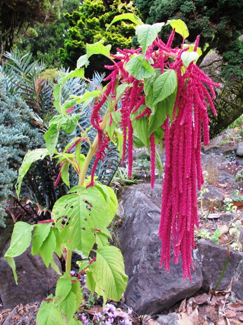 Amaranthus caudatus - Love Lies Bleeding