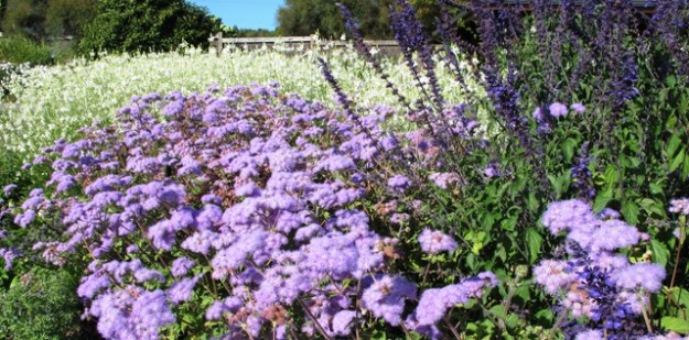Perennial beds at Auckland Botanic Gardens - white gaura with eupatorium and a salvia.