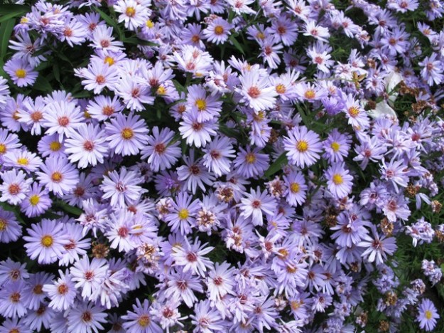 This aster is a lovely colour but it needs lifting and dividing every year or two
