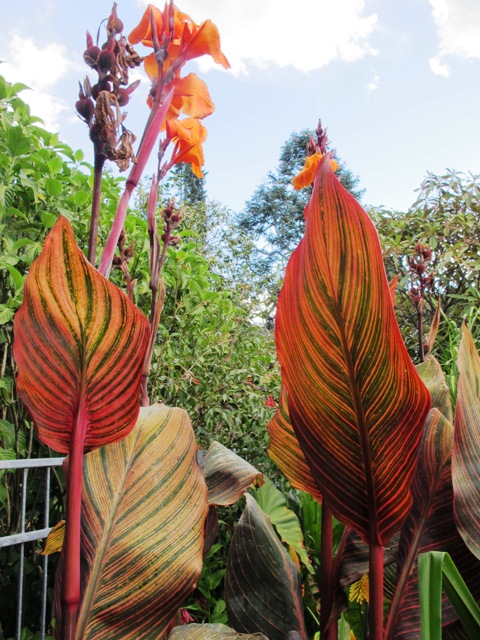 Showy not subtle, the cannas