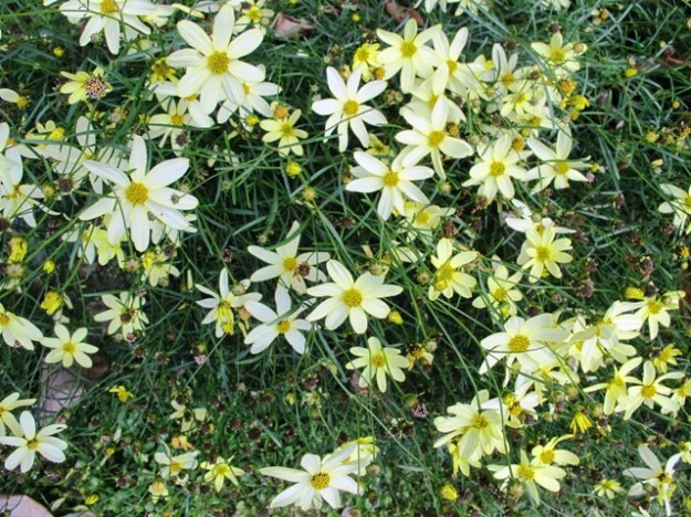 Coreopsis 'Moonbeam' flowers for a long time through summer without needing deadheading