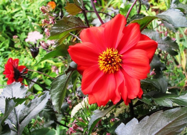 Dahlia 'Bishop of Llandaff'
