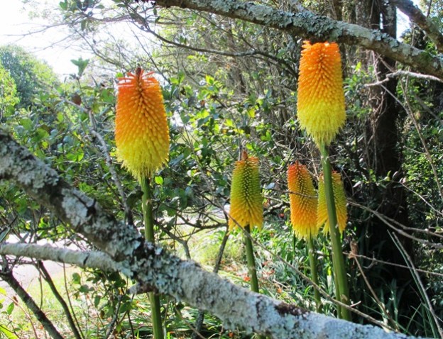 Kniphofia - worth a second look 