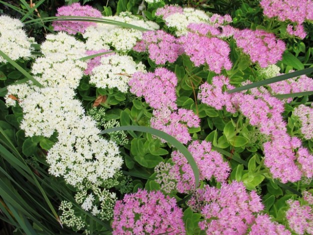 Sedums - good bee and butterfly food 