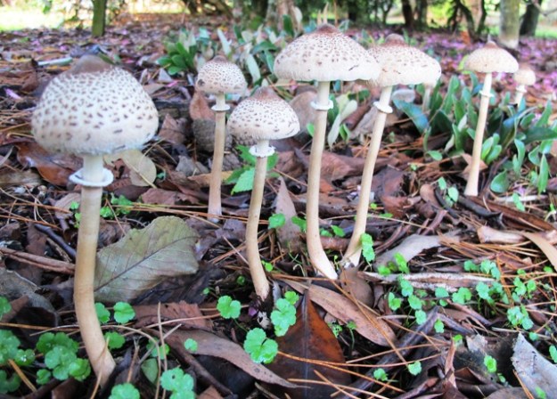 A parasol mushroom, though not, I think, the popular edible shaggy parasol