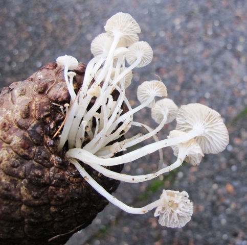 We have no idea of the name of this delicate fungal growth in the base of a pine cone