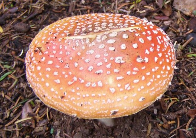 The story book scarlet flycap mushroom
