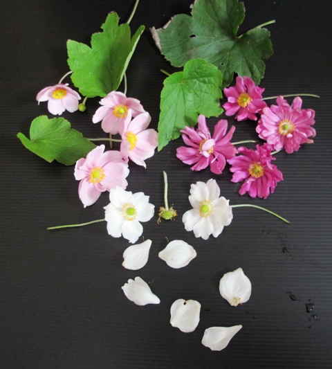 Japanese anemones are commonly found in pinks and white although selections are being made to extend the colour range into lilac blues