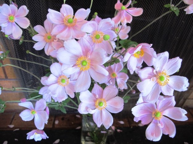 Wind flowers are a personal marker of our wedding anniversary 