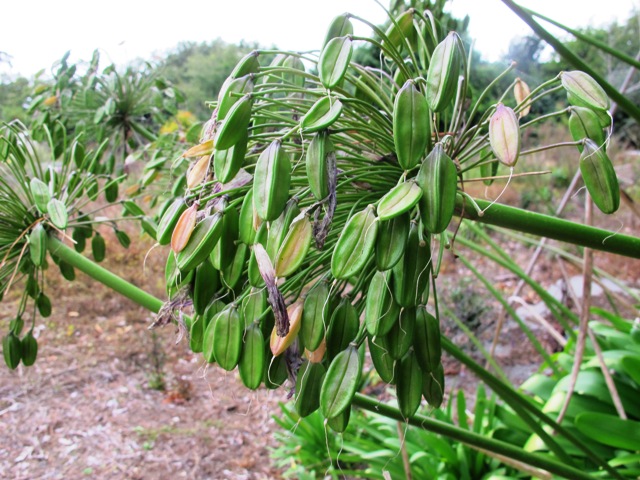 Agapanthus - weed or wildflower? 