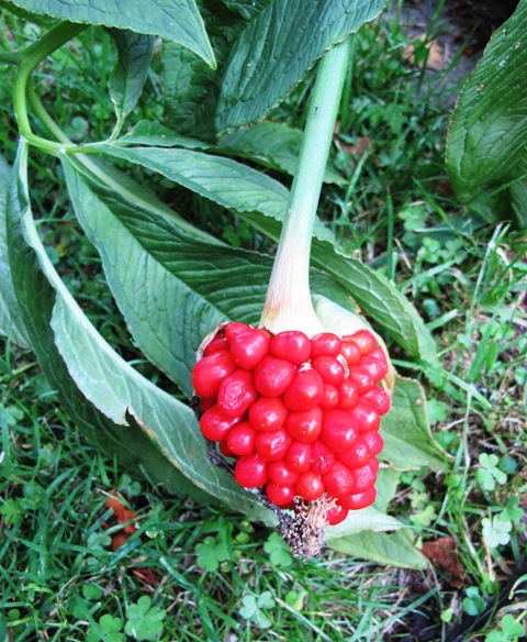 Arisaema seed head, in this case A. tortuosum
