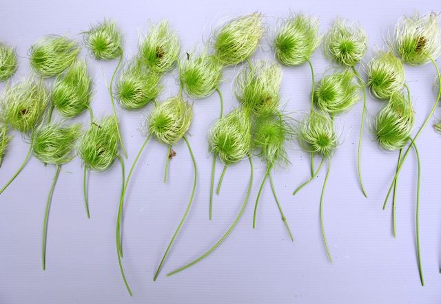 Clematis tangutica