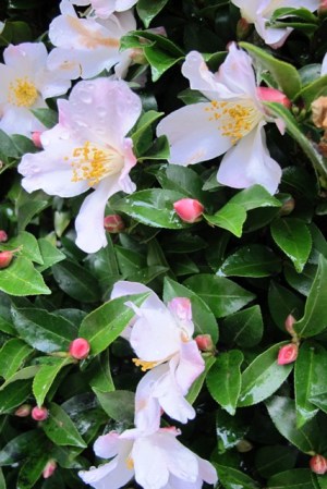 Camellia Fairy Blush (Mark Jury) 