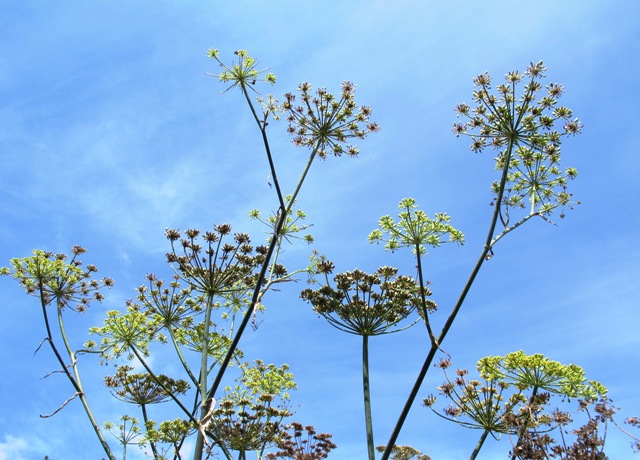 Fennel - foeniculum vulgare
