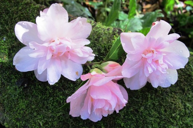 Camellia Itty Bit (Felix Jury) 