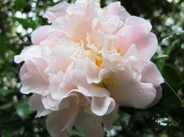 Camellia Jury's Pearl (Mark Jury)