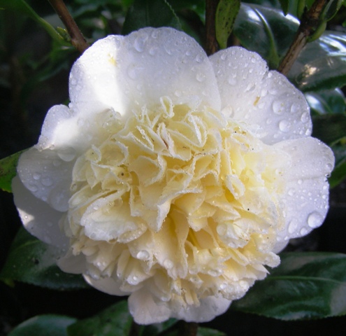 Camellia Jury's Yellow (Les Jury) 