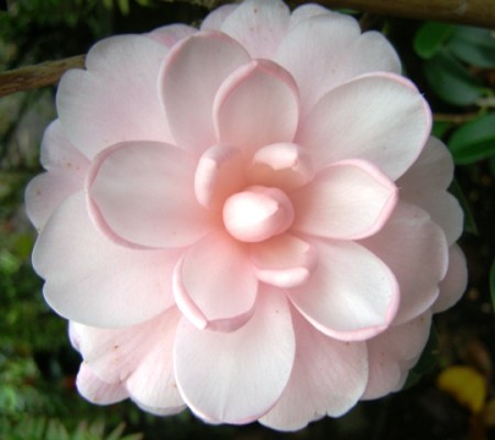 Camellia Mimosa Jury (Felix Jury)