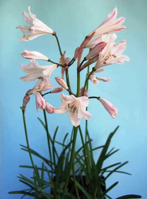 Nerine pudica 