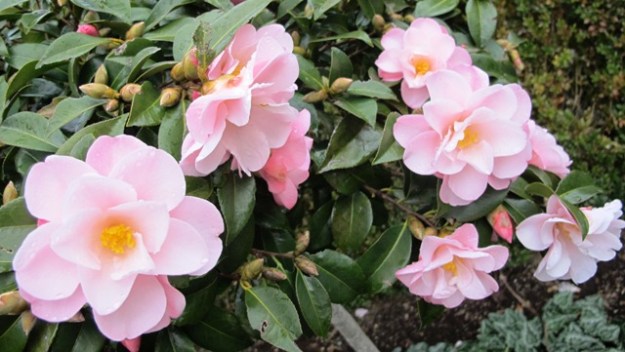 Camellia Pearly Cascade (Mark Jury) 