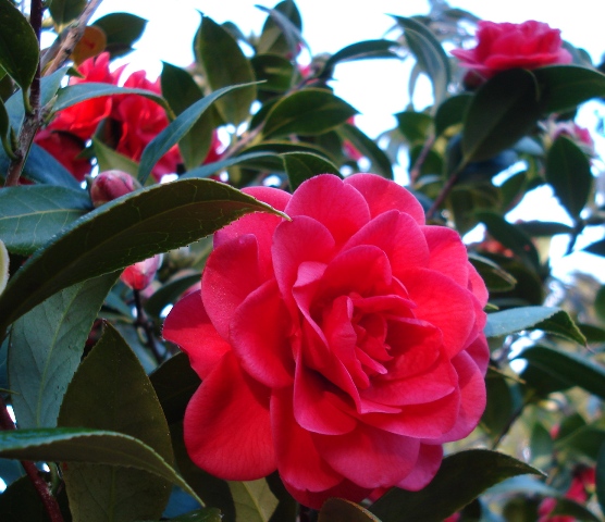 Camellia Roma Red (Mark Jury) 