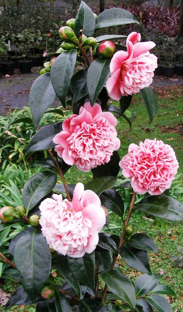 Camellia Volunteer (Mark Jury) 