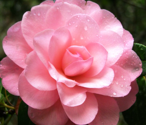 Camellia Water Lily (Felix Jury)