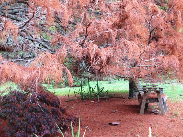 004 taxodium