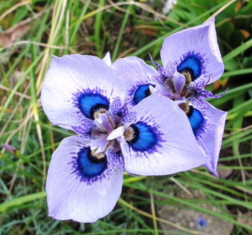 Moraea villosa or peacock iris 