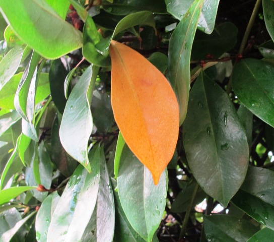 006 Fairy Magnolia Blush