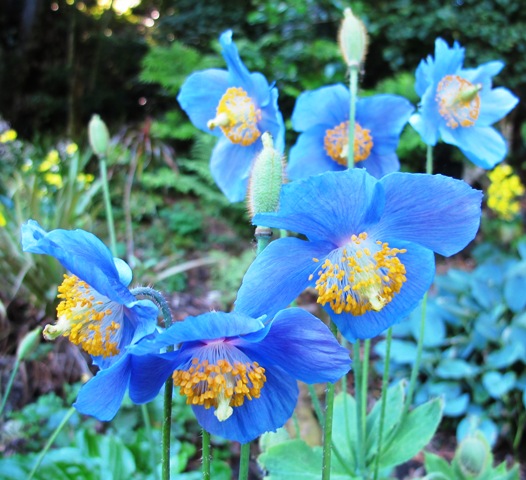 Meconopsis or Himalayan blue poppy
